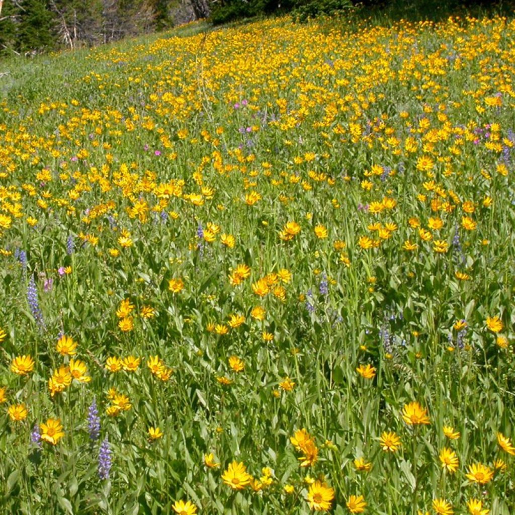 Helianthella quinquenervis - Petit tournesol à cinq nervures