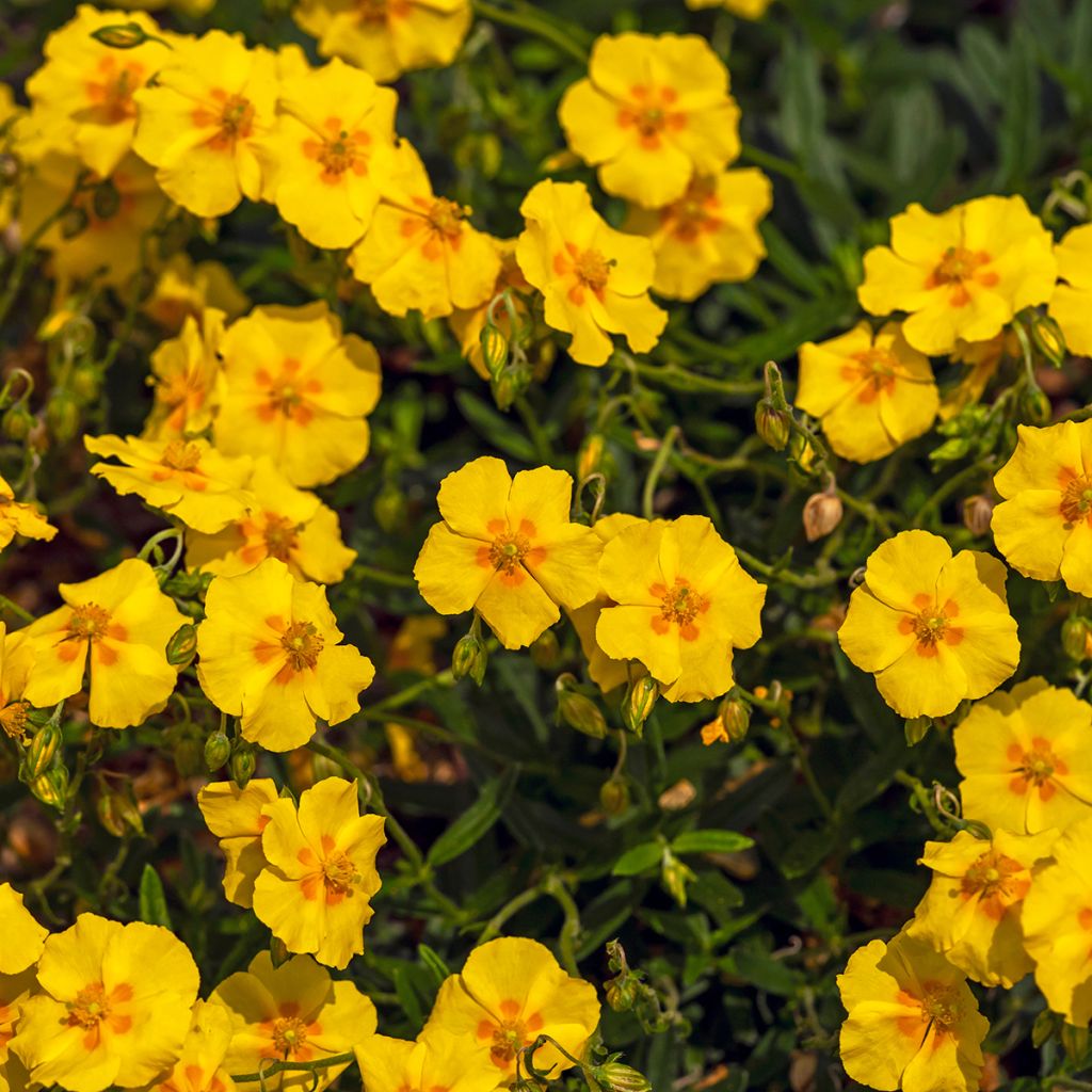 Helianthemum Ben Fhada - Eliantemo