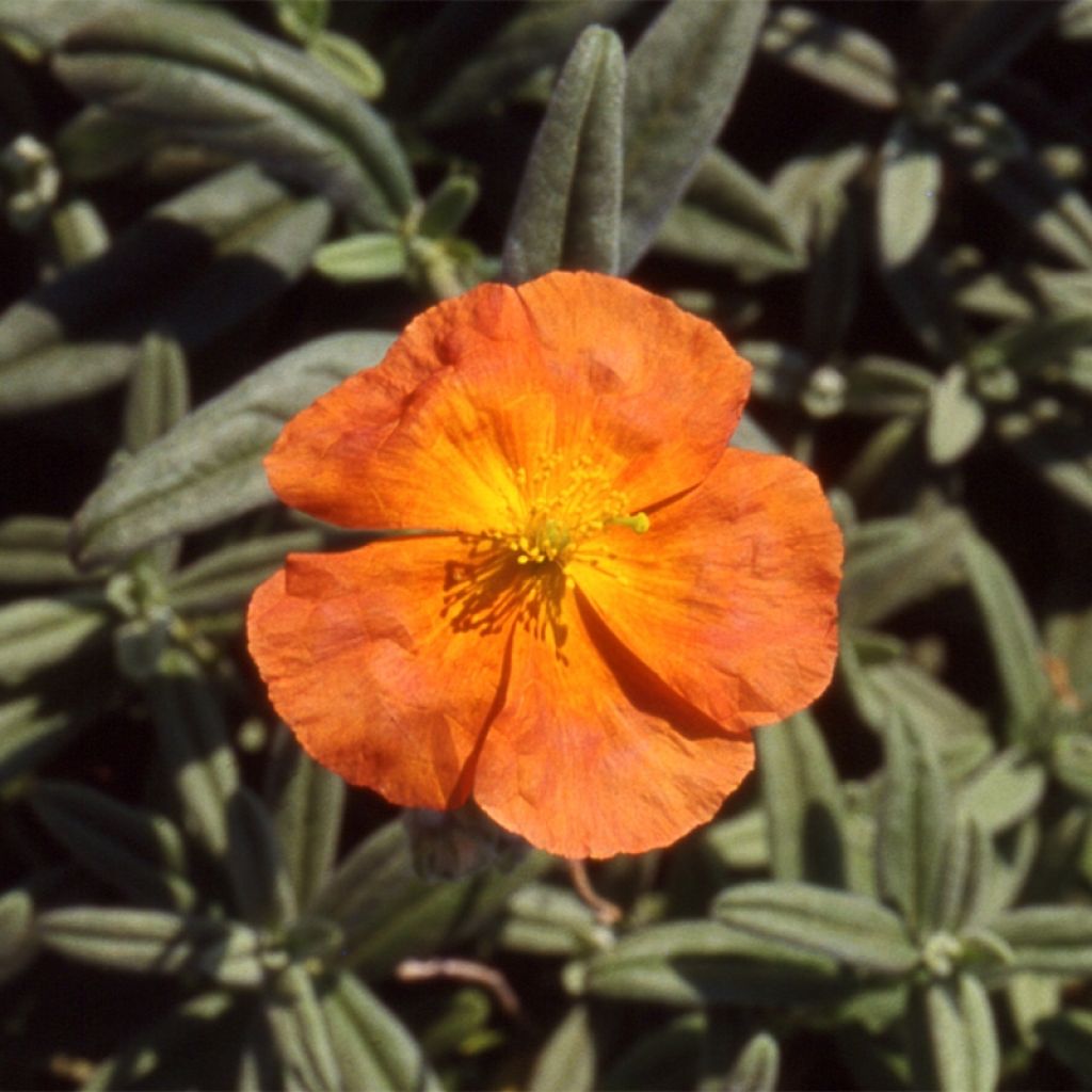 Helianthemum Fire Dragon - Eliantemo