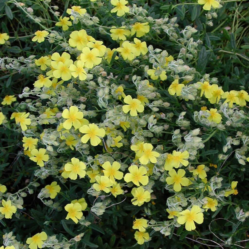 Helianthemum nummularium - Eliantemo maggiore