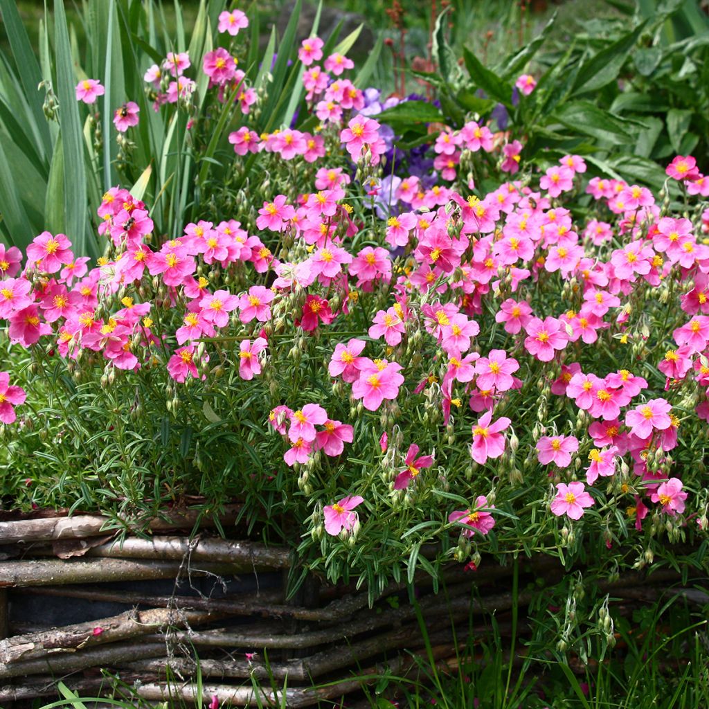 Helianthemum Lawrenson's Pink - Eliantemo