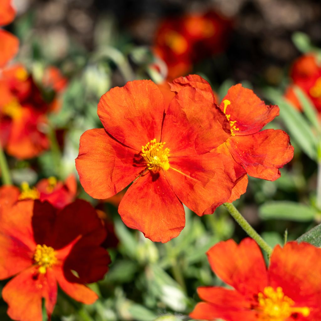 Helianthemum Tomato Red - Eliantemo