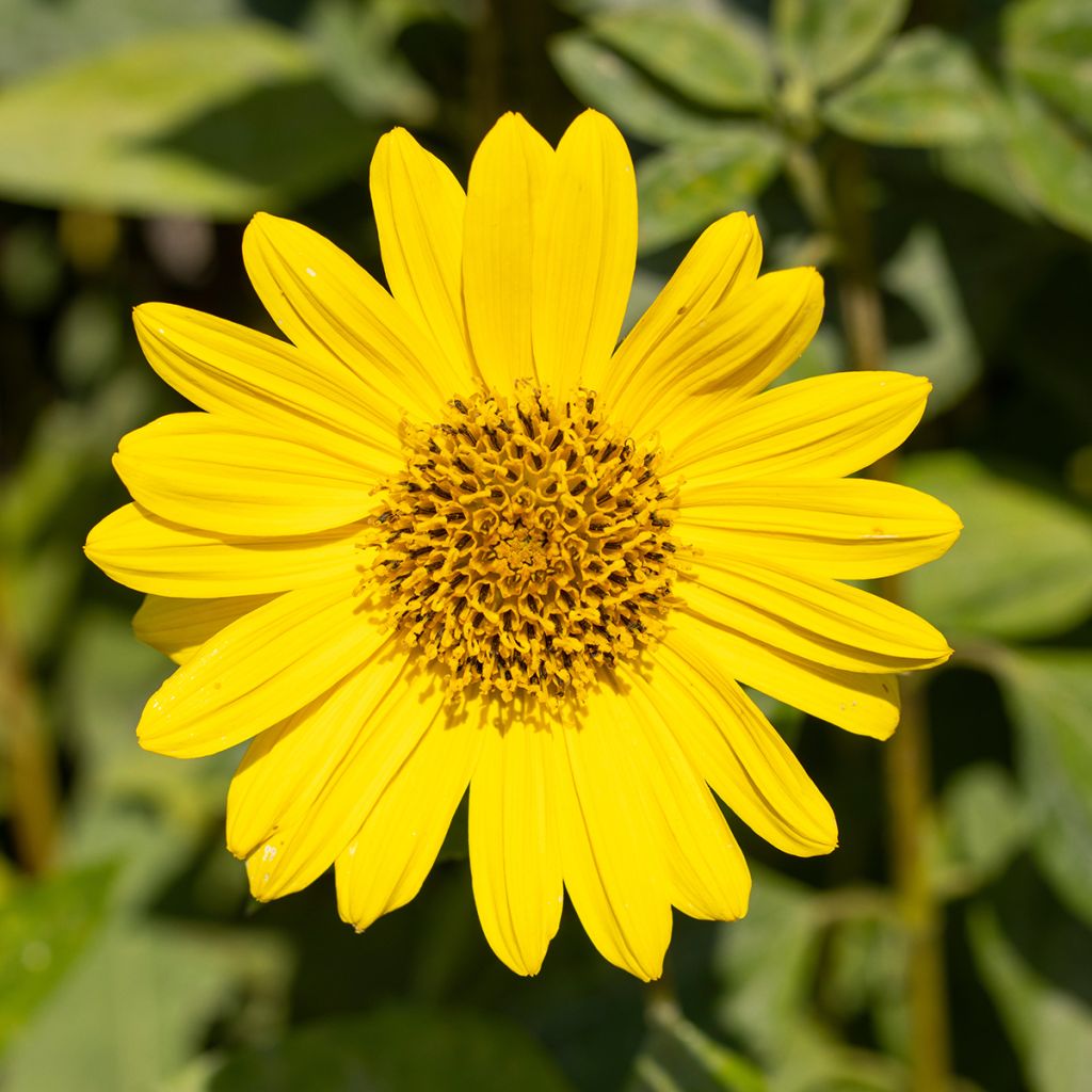 Helianthus decapetalus Capenoch Star - Girasole