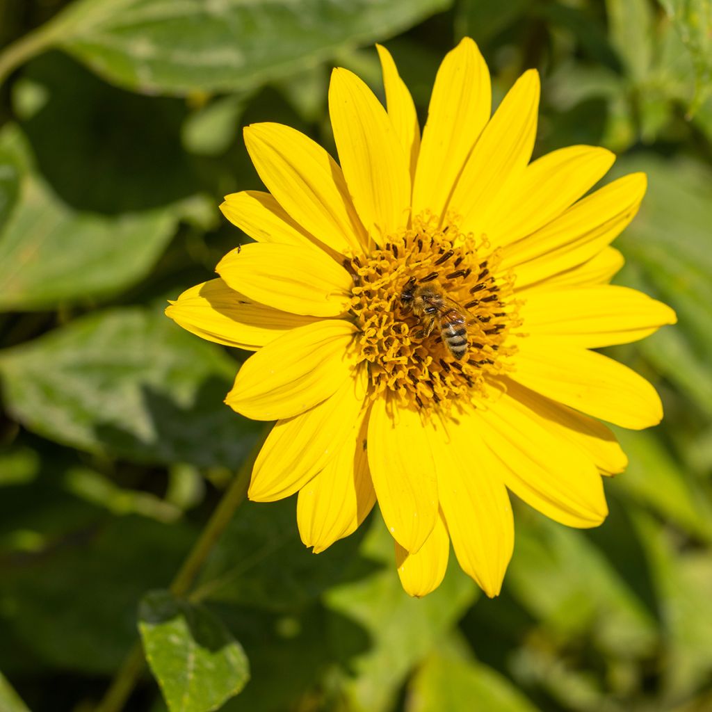 Helianthus decapetalus Capenoch Star - Girasole