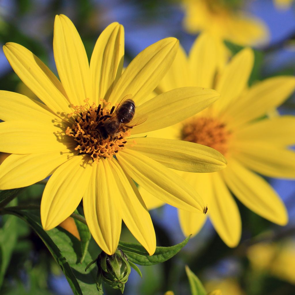 Helianthus decapetalus Capenoch Star - Girasole