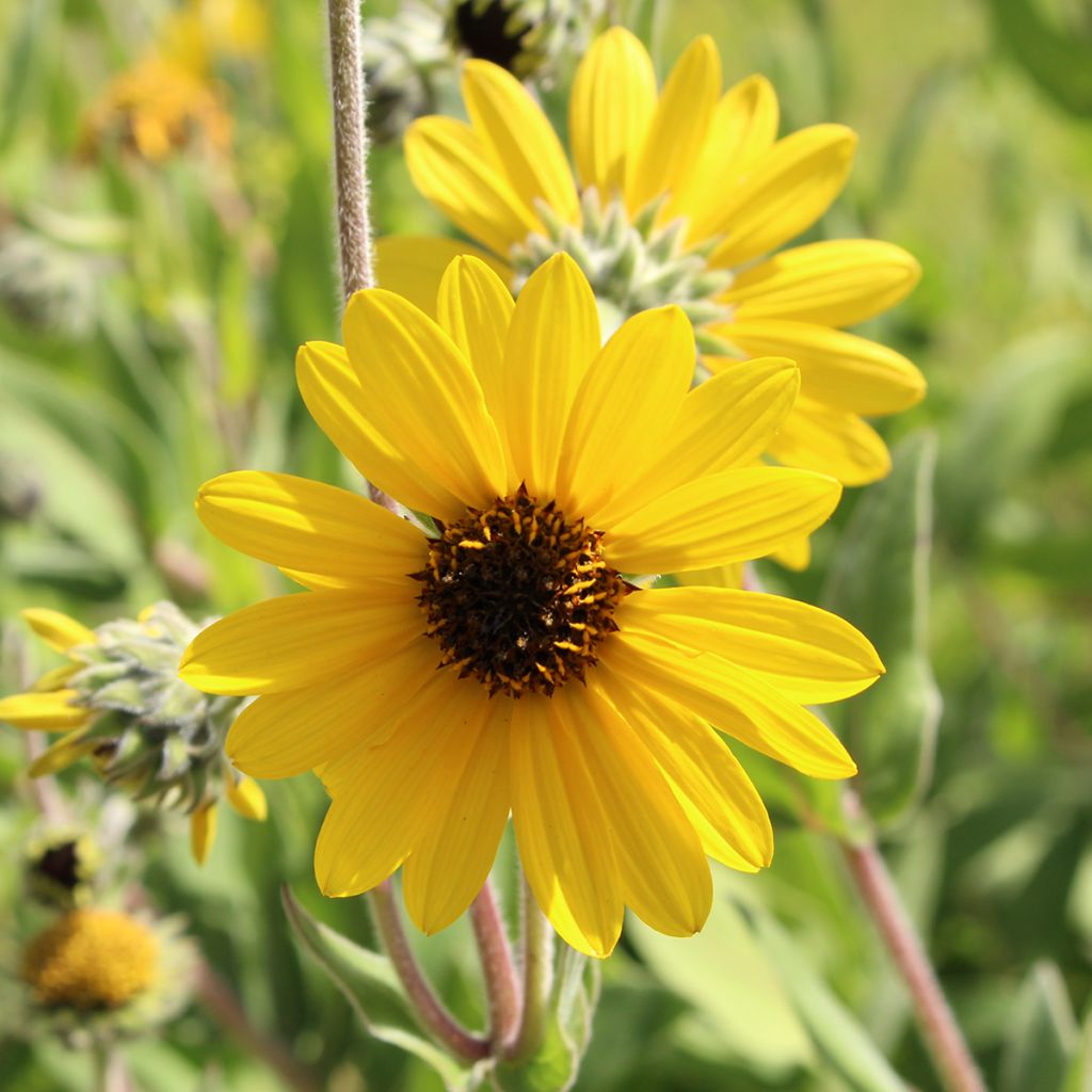 Helianthus mollis - Girasole