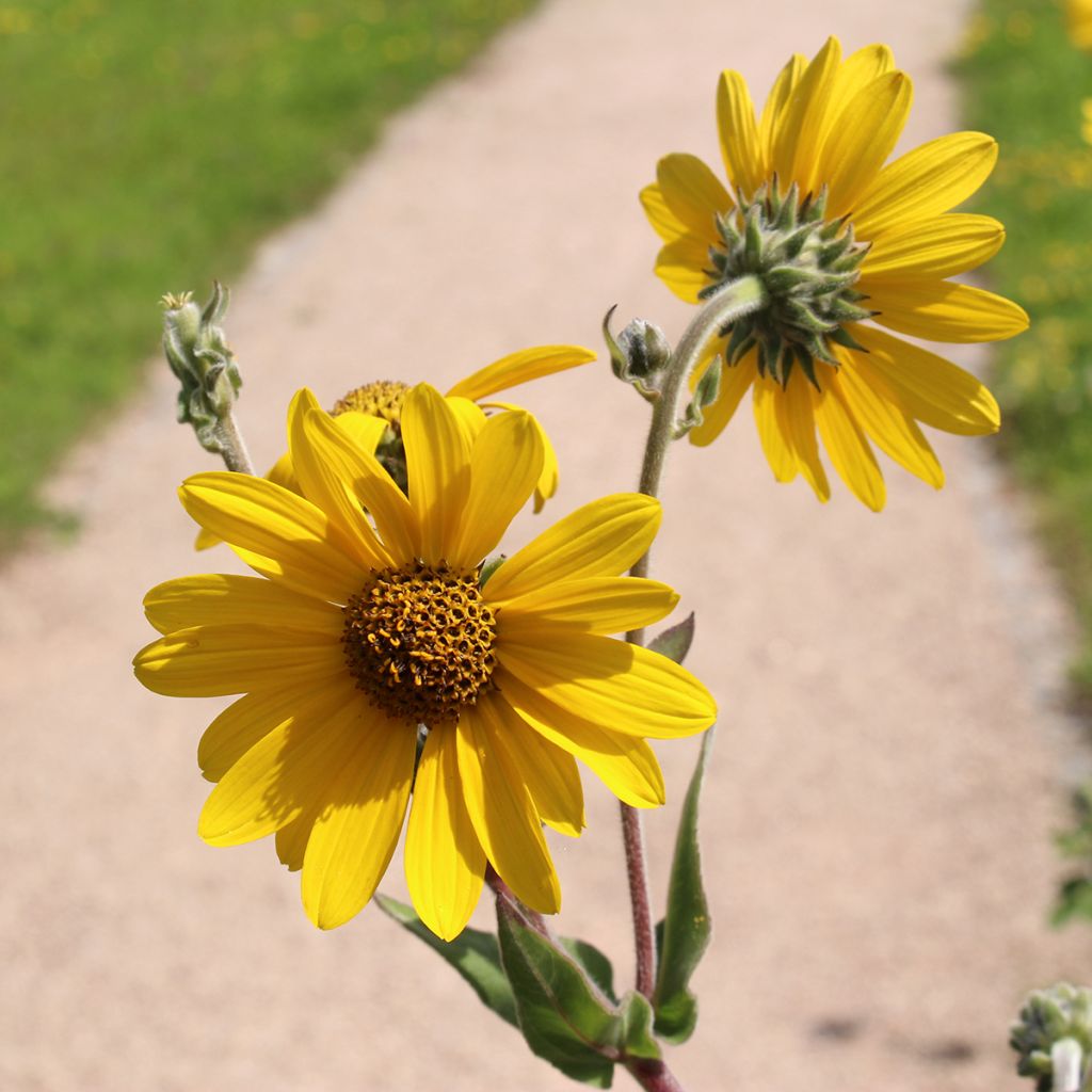 Helianthus mollis - Girasole