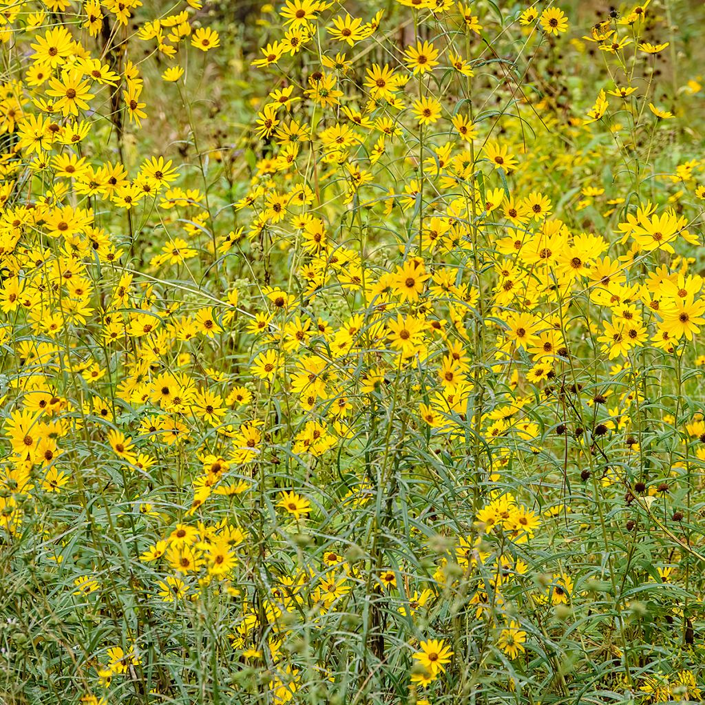 Helianthus salicifolius - Girasole