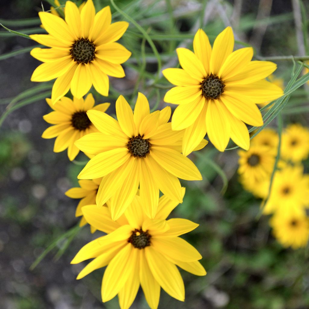Helianthus salicifolius - Girasole
