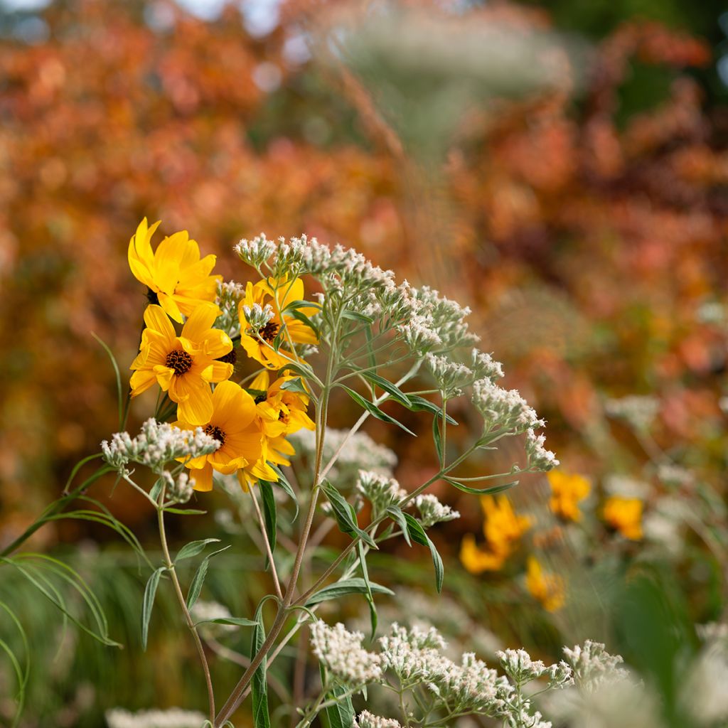 Helianthus salicifolius - Girasole