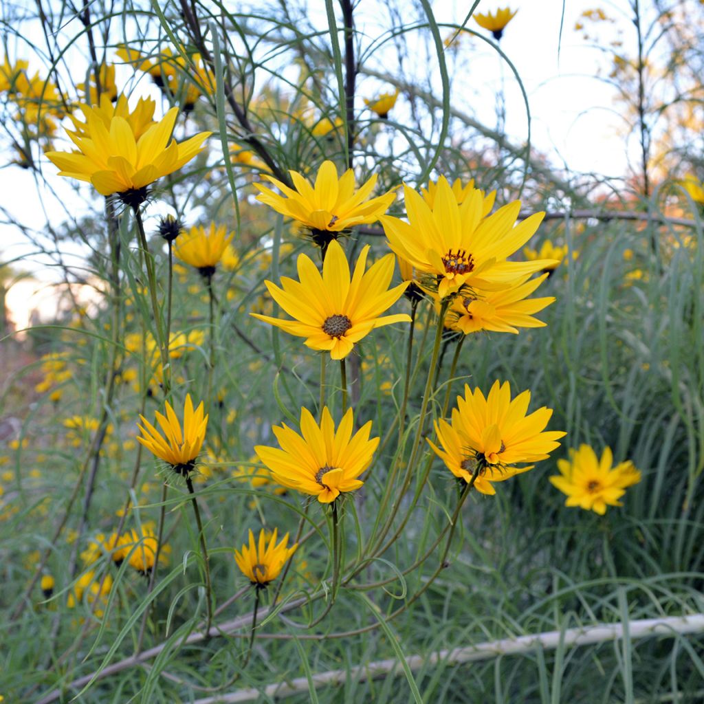 Helianthus salicifolius - Girasole