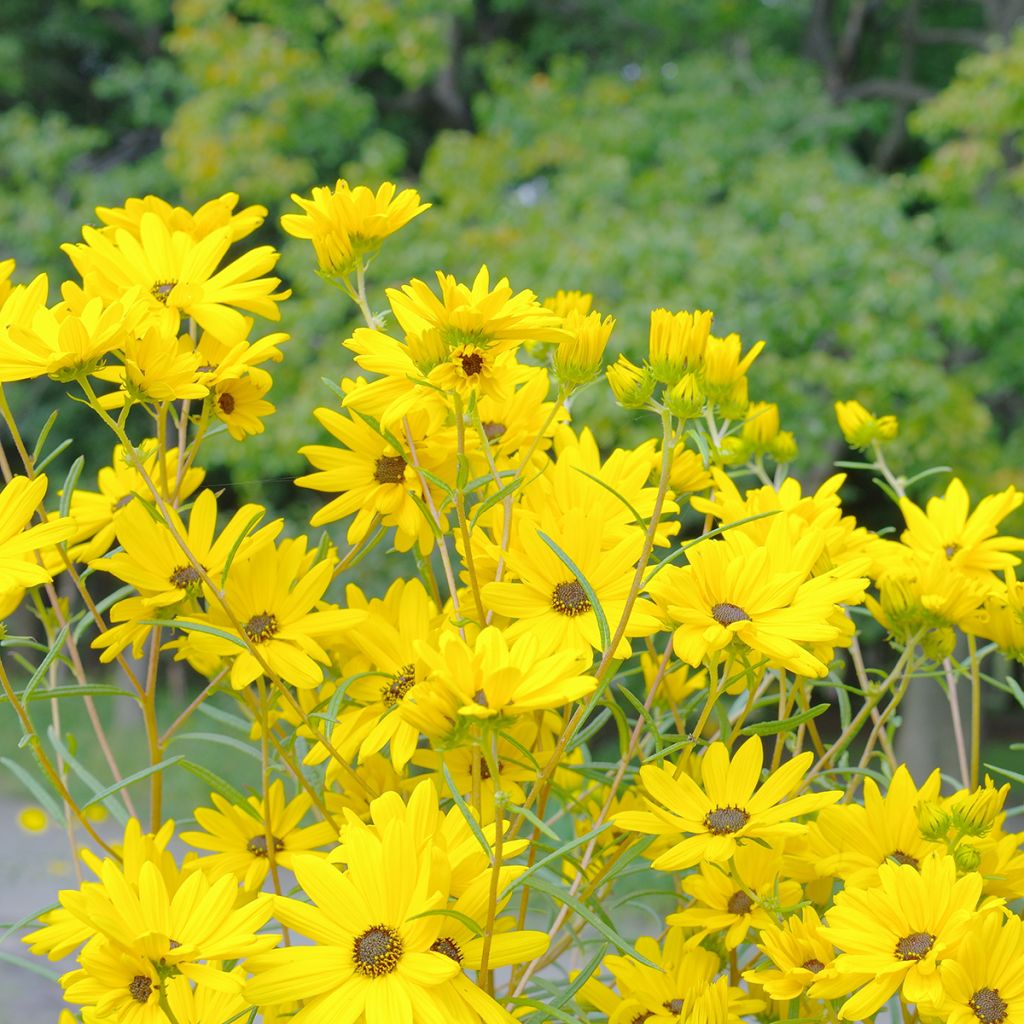 Helianthus salicifolius - Girasole