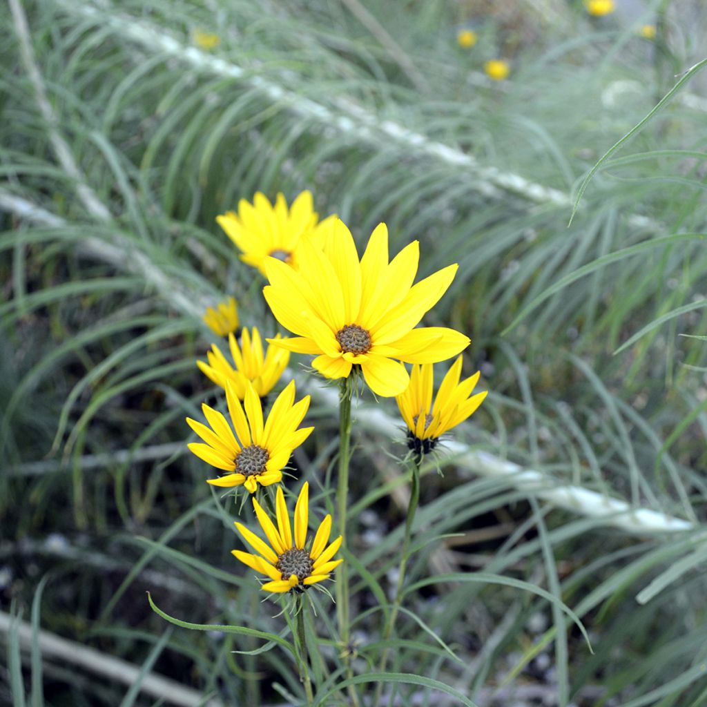 Helianthus salicifolius - Girasole