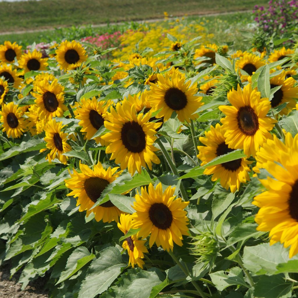 Girasole F1 Little Dorrit