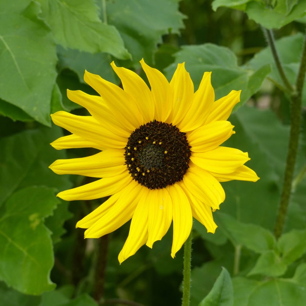Girasole Stella