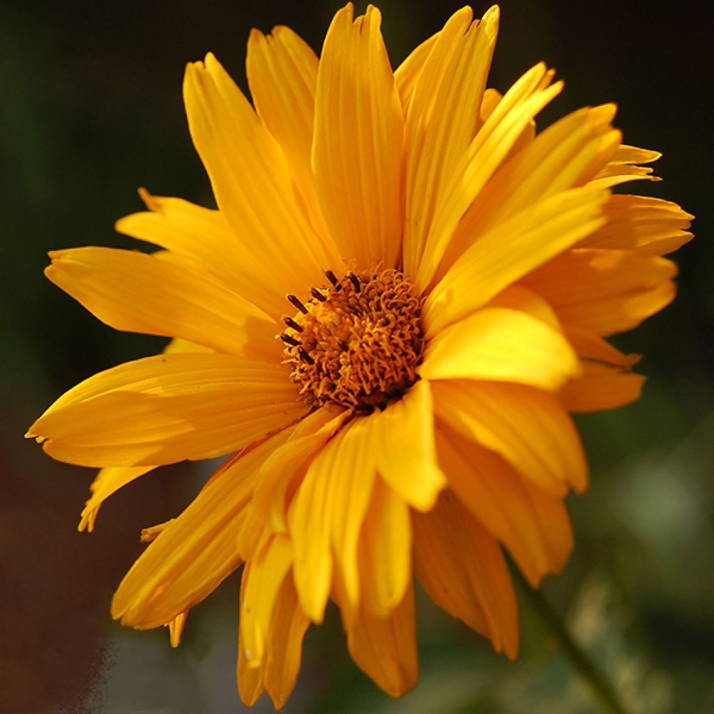 Heliopsis helianthoides var. scabra Summer Sun