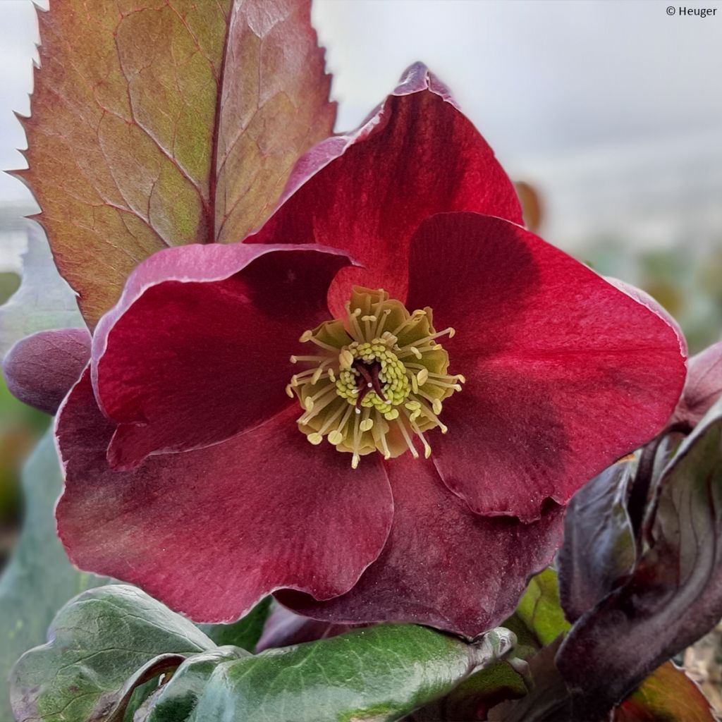 Helleborus Barolo - Elleboro