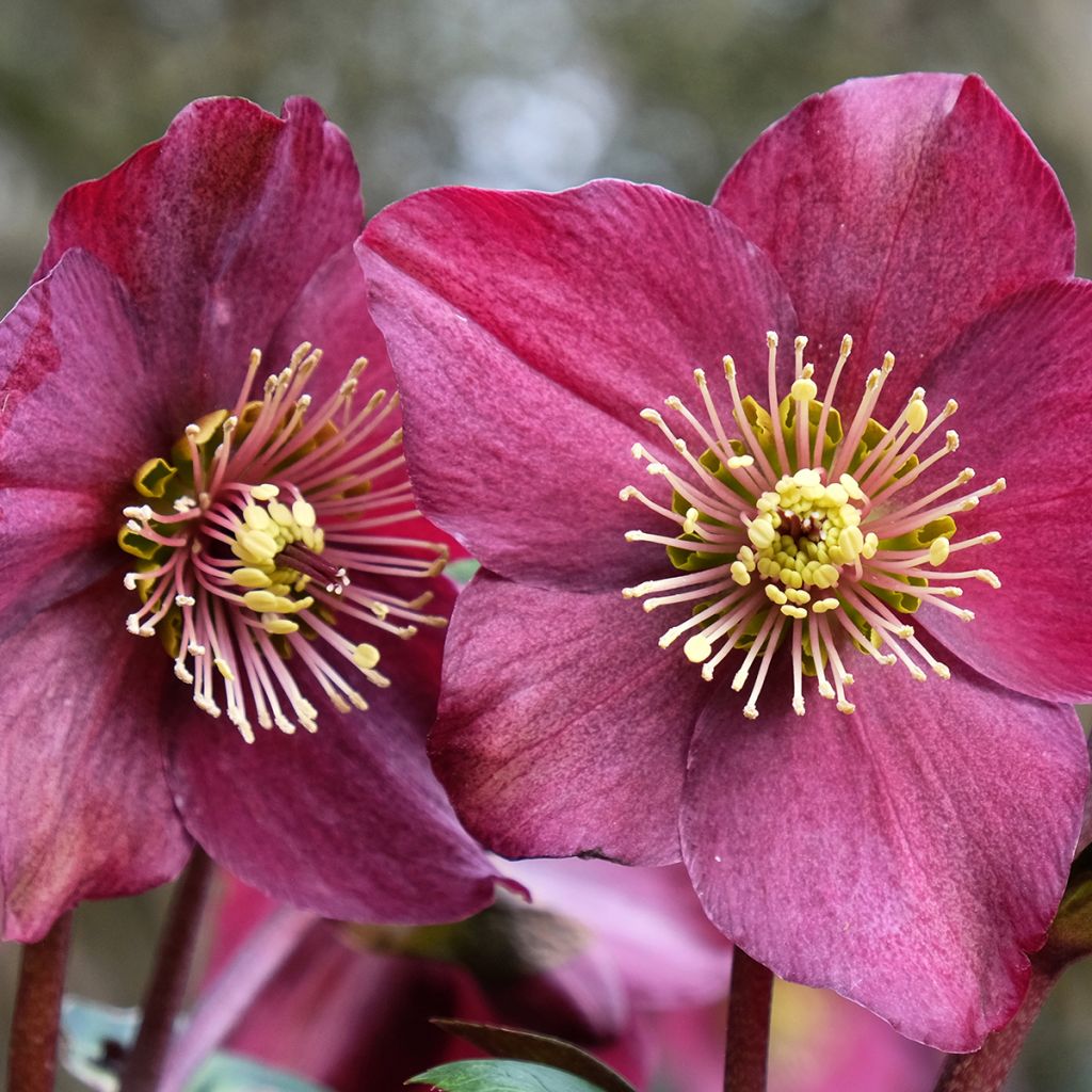 Helleborus HGC Ice N' Roses Red - Elleboro