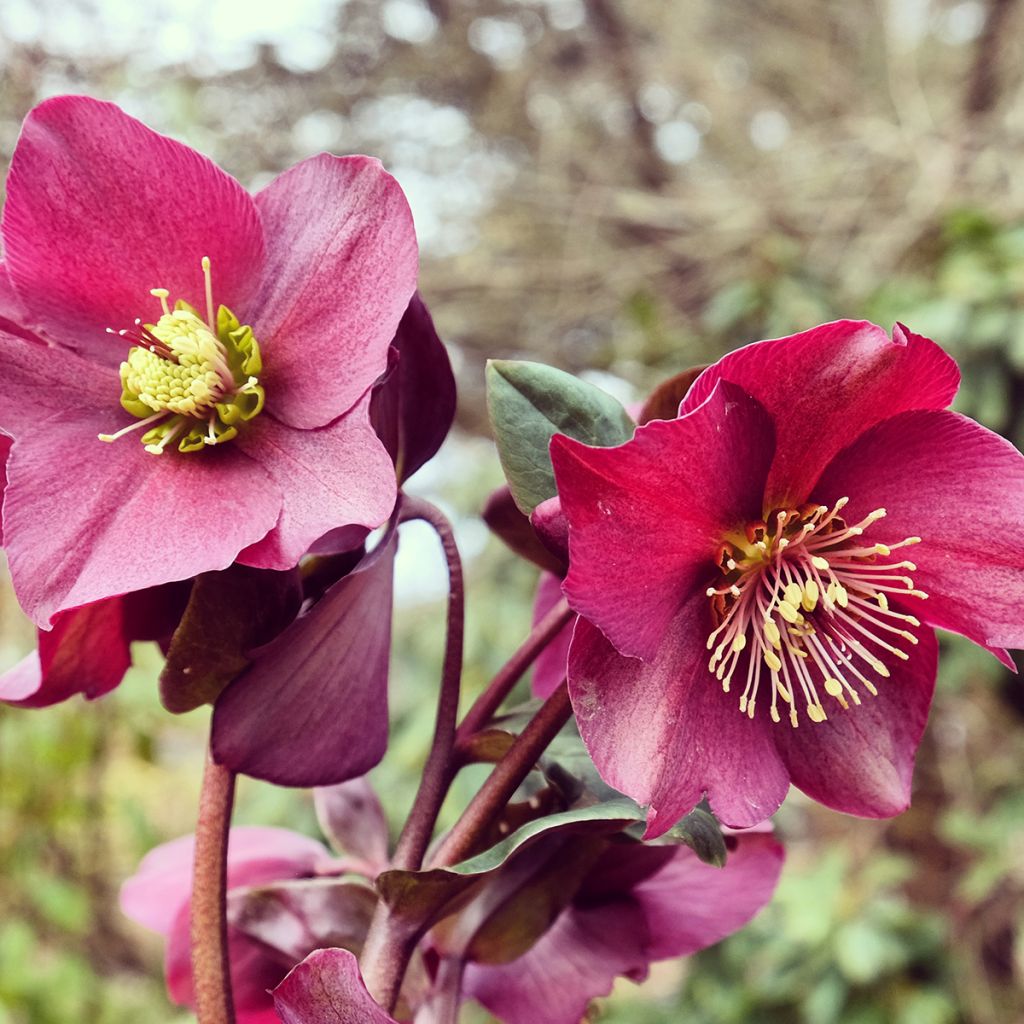 Helleborus HGC Ice N' Roses Red - Elleboro