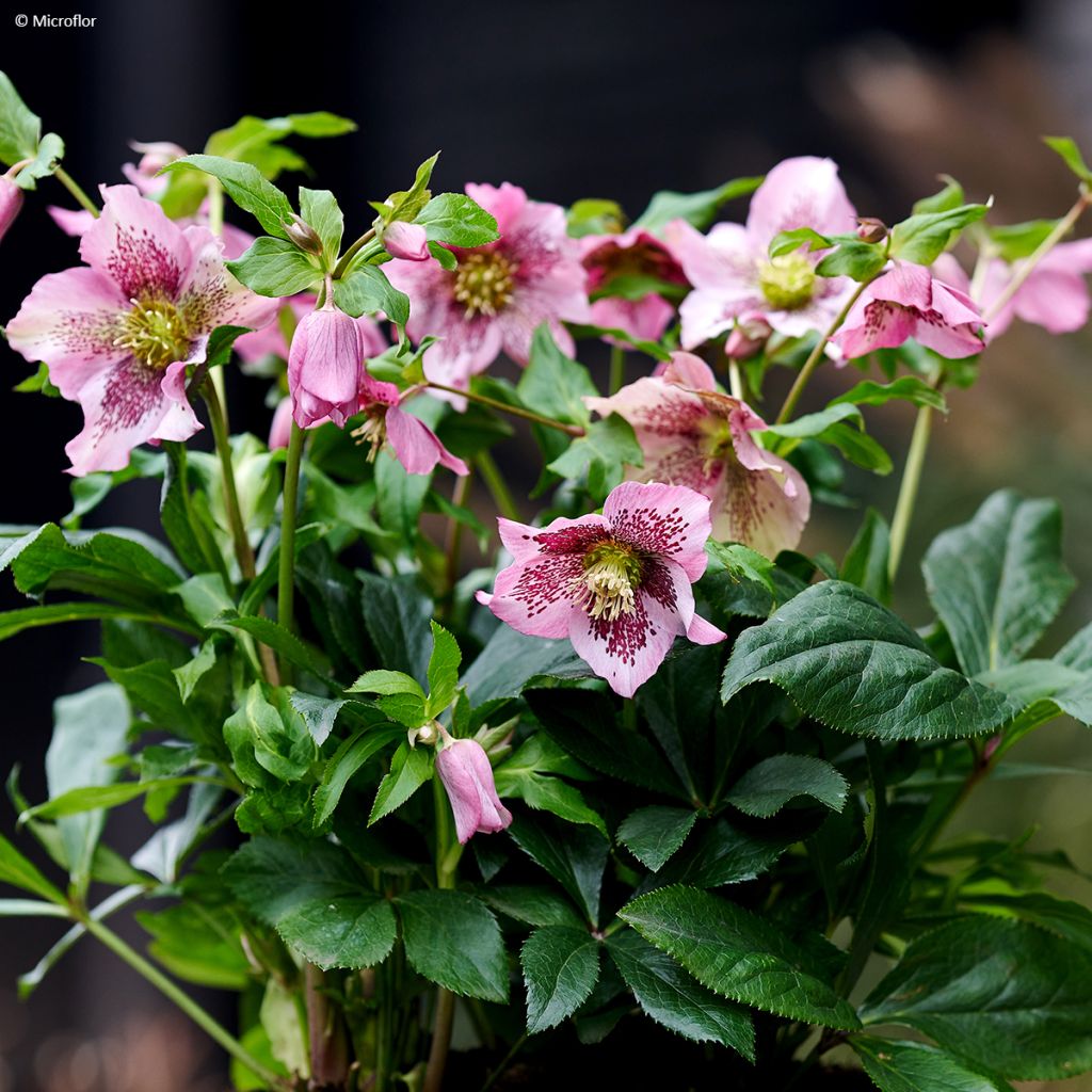 Helleborus ViV Celestina - Elleboro