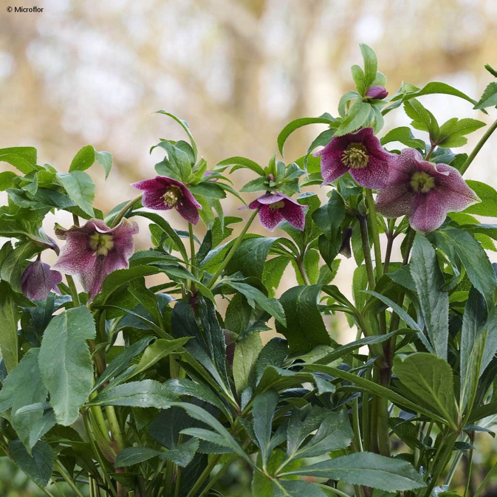 Helleborus ViV Eloisa - Elleboro