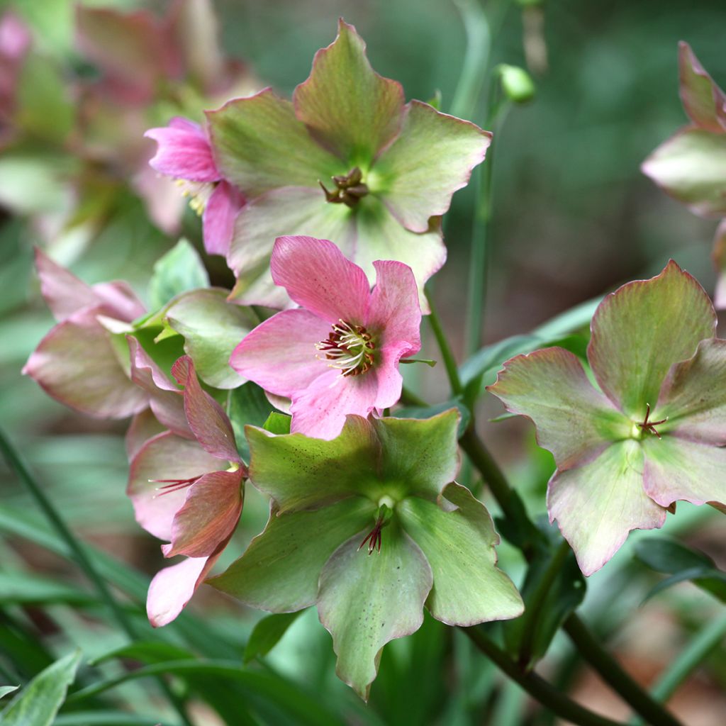 Helleborus Walberton's Rosemary - Elleboro