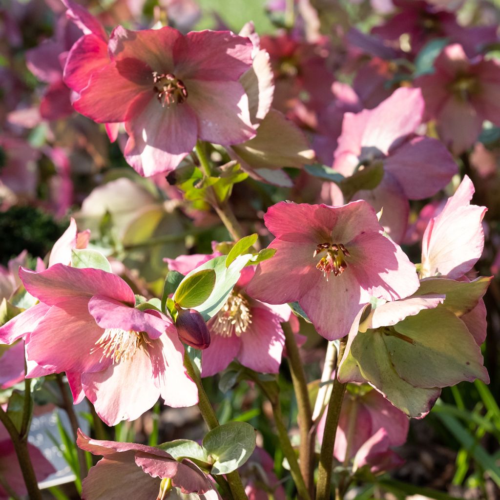 Helleborus Walberton's Rosemary - Elleboro