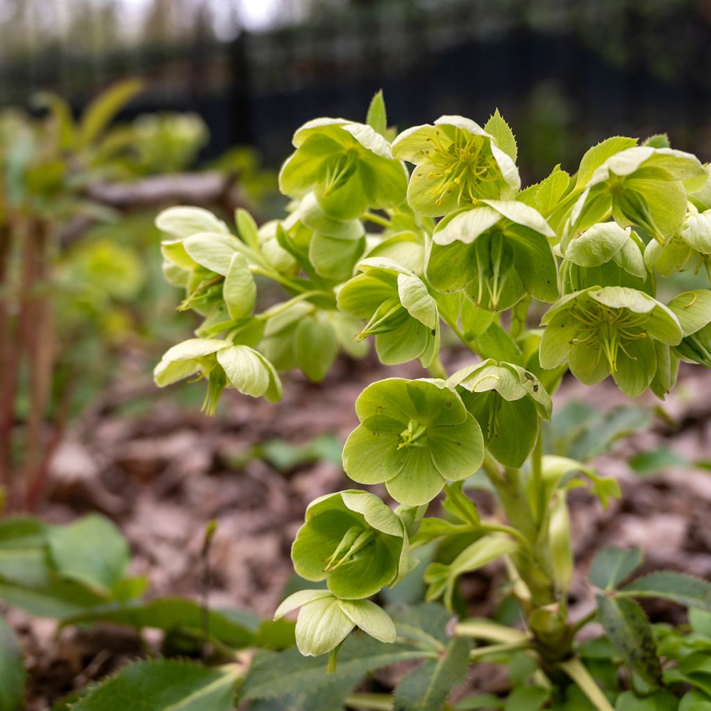 Helleborus argutifolius - Elleboro di Corsica