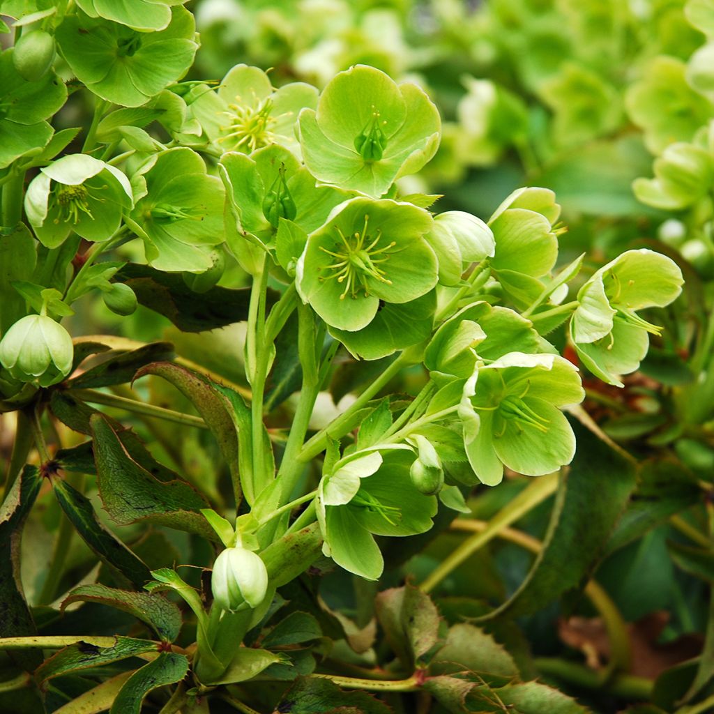 Helleborus argutifolius - Elleboro di Corsica