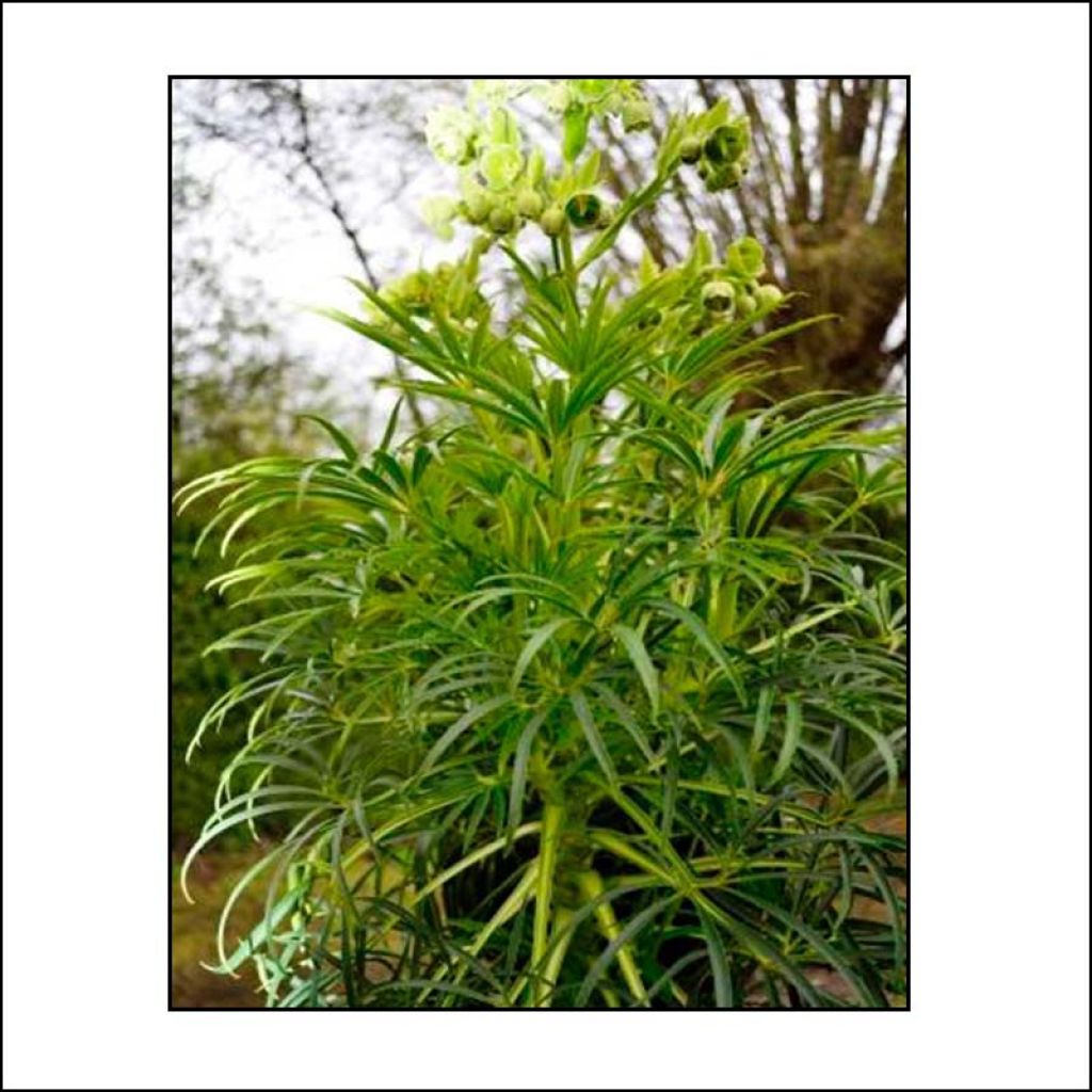 Helleborus foetidus Bowles Form - Elleboro puzzolente