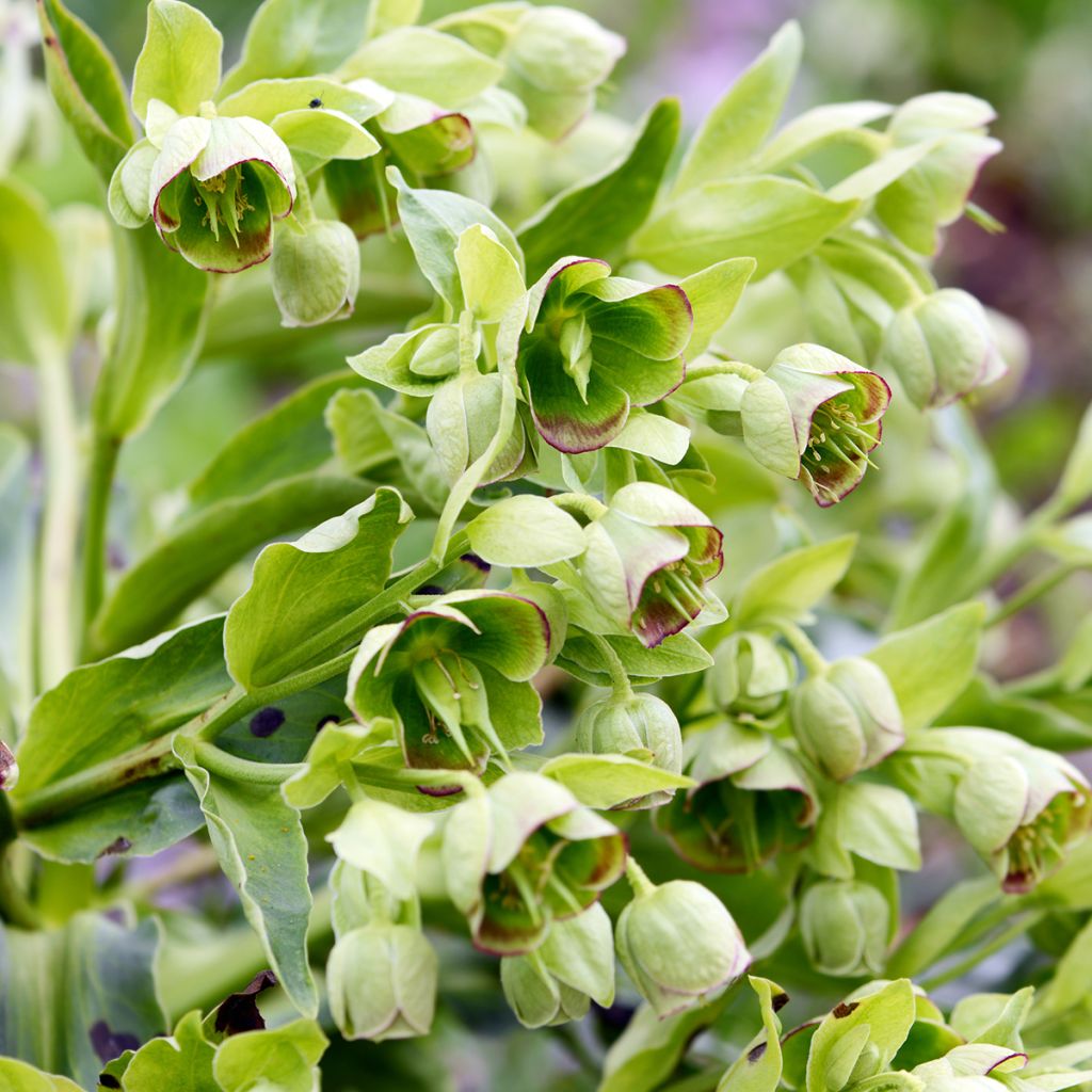 Helleborus foetidus - Elleboro puzzolente