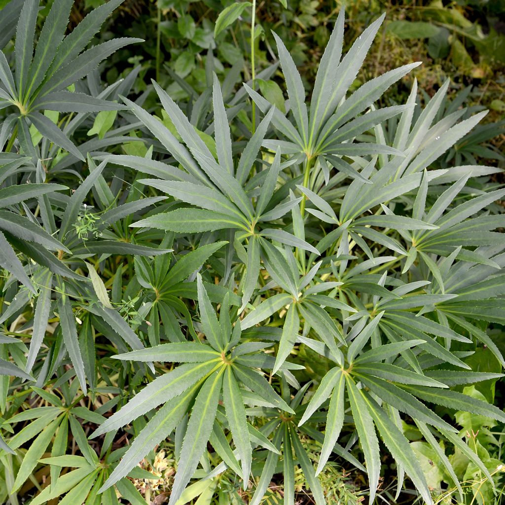 Helleborus foetidus - Elleboro puzzolente