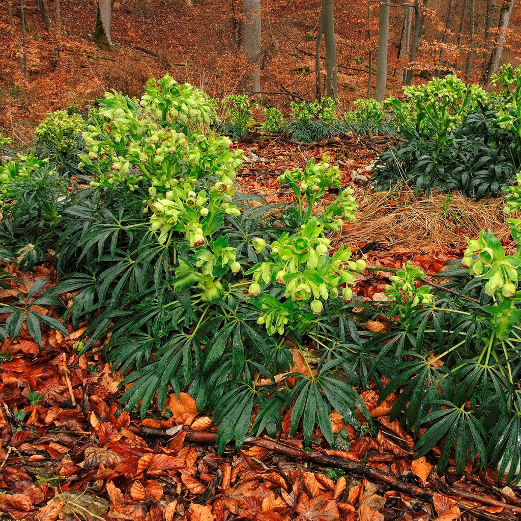 Helleborus foetidus - Elleboro puzzolente