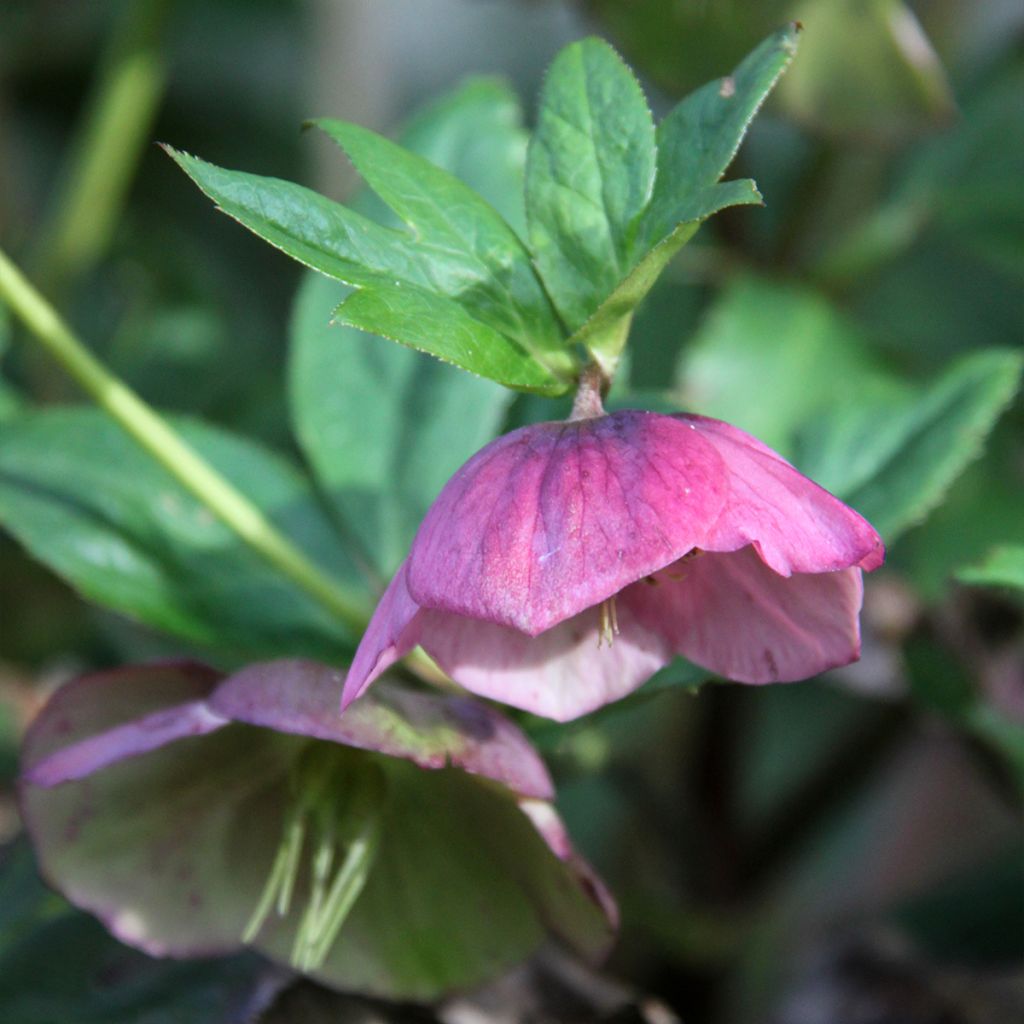 Hellébore hybridus Metallic Blue