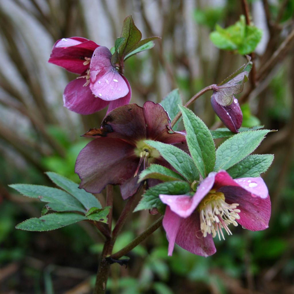 Hellébore hybridus Metallic Blue