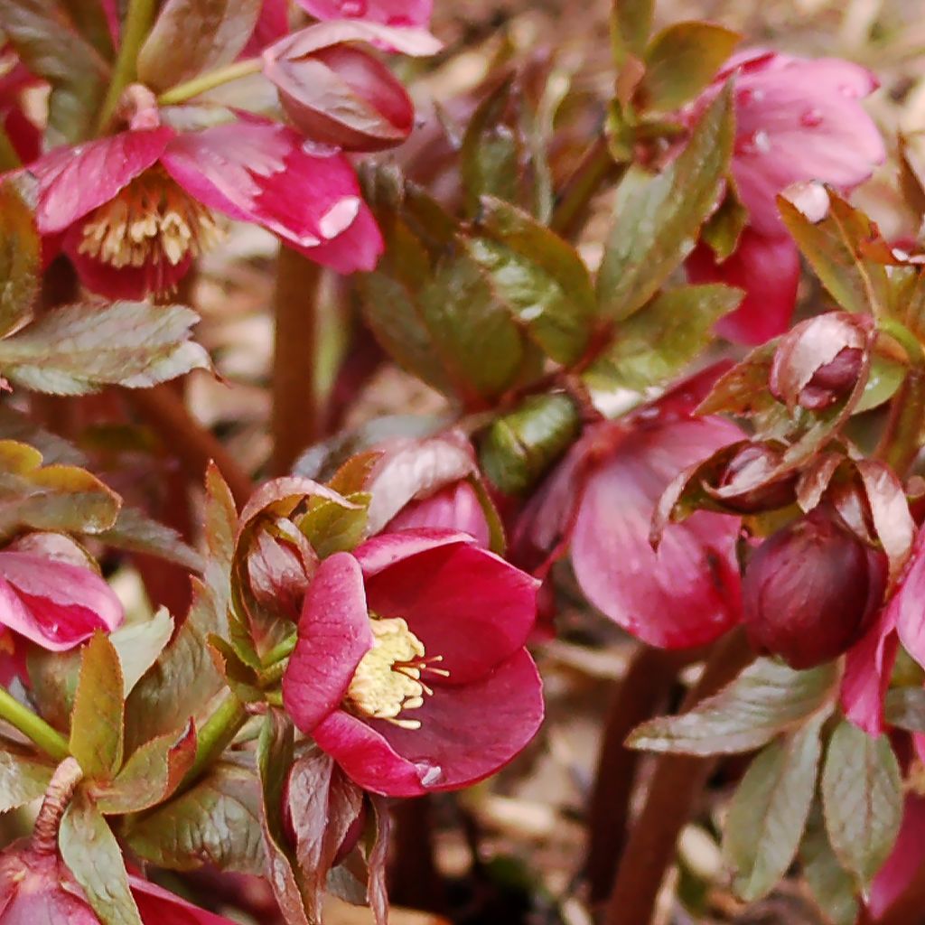 Hellébore hybridus Vesta