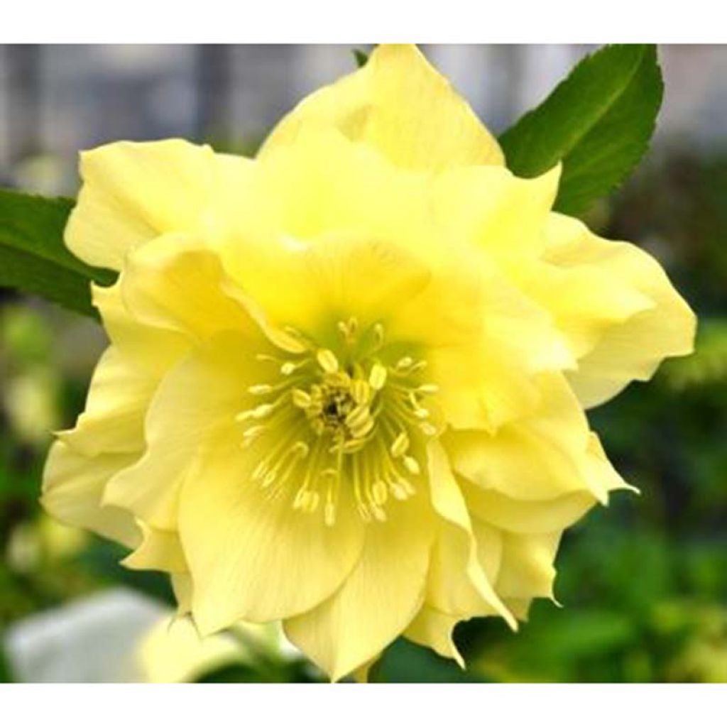 Helleborus Double Yellow - Elleboro