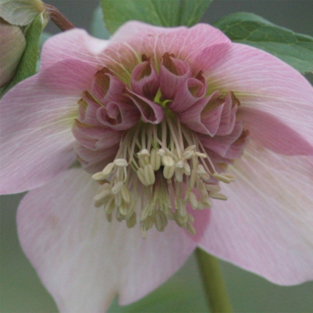 Hellebore orientale Anémone rose