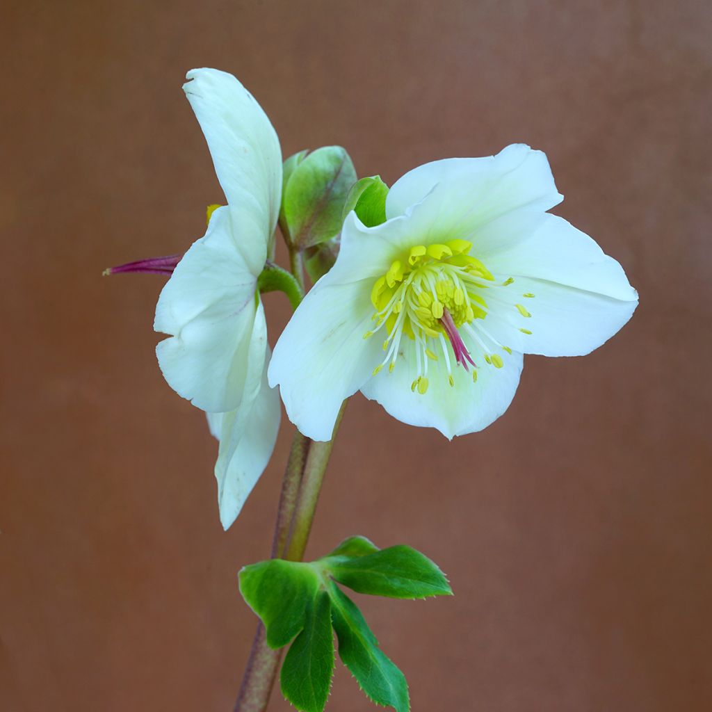 Helleborus White - Elleboro