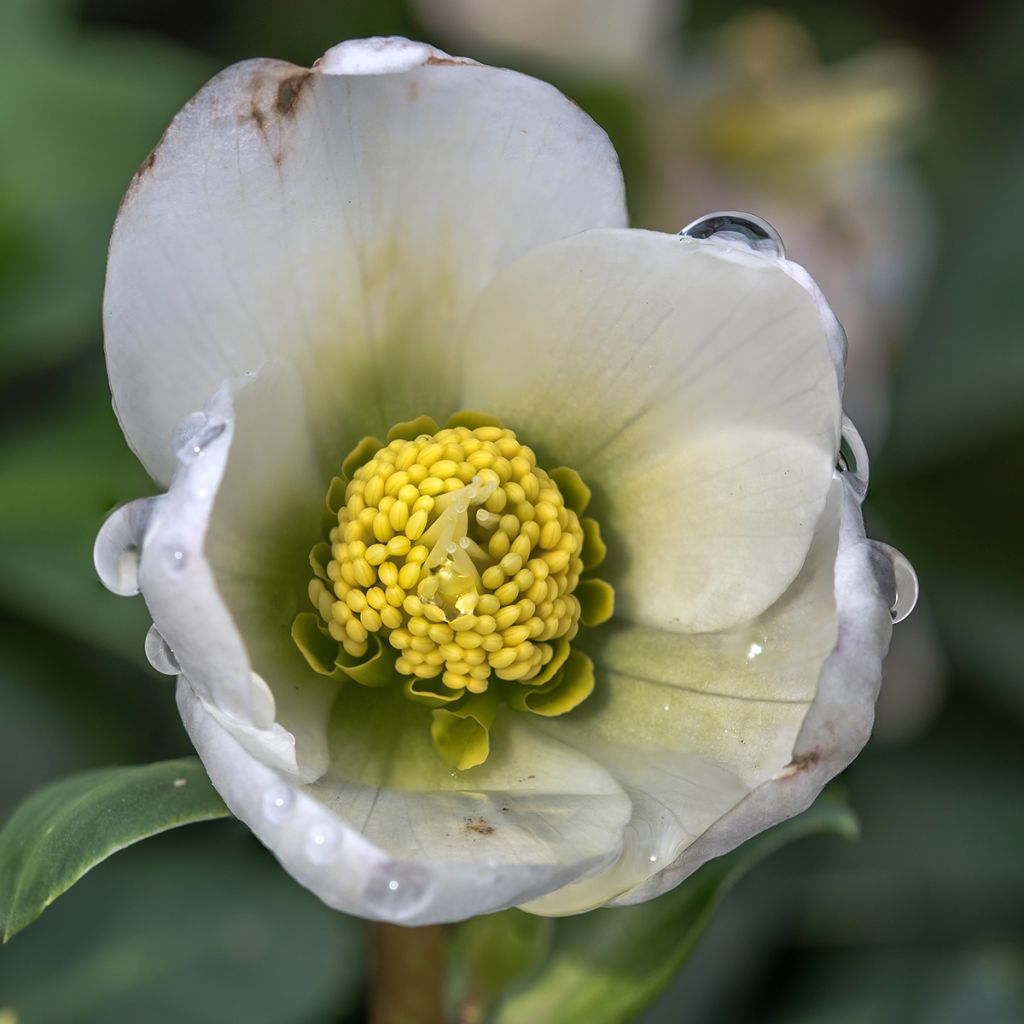 Helleborus White - Elleboro
