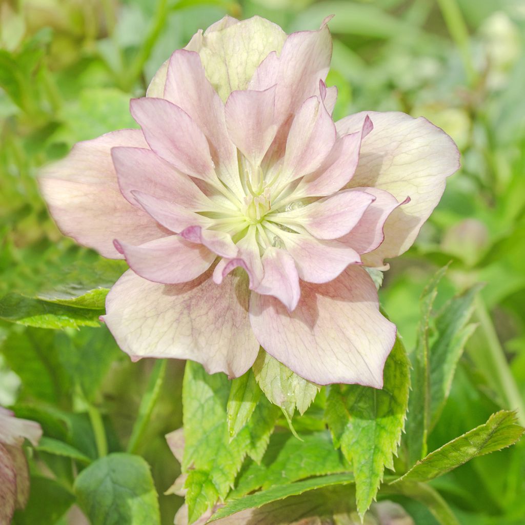 Helleborus Double Pink - Elleboro