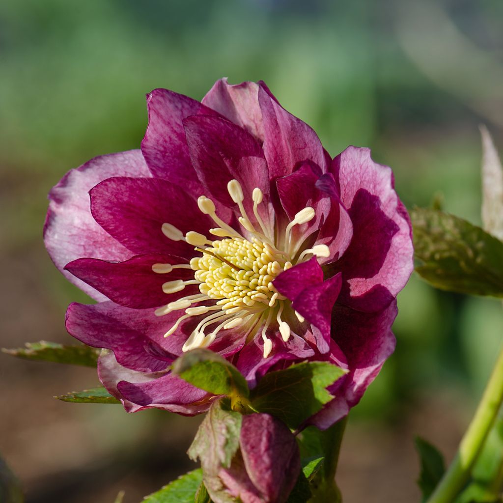 Helleborus Double Red - Elleboro