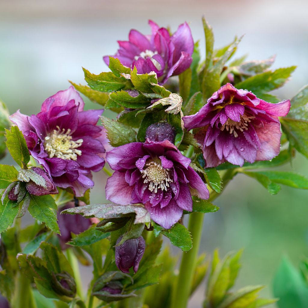 Helleborus Double Red - Elleboro