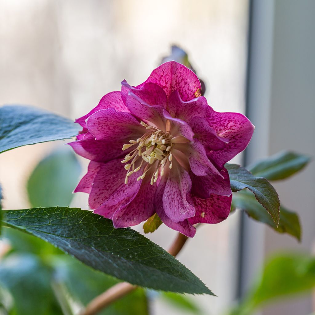 Helleborus Double Red - Elleboro