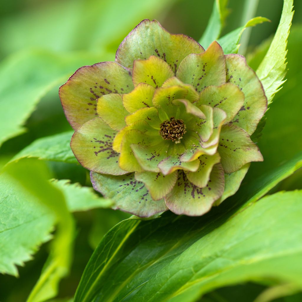 Helleborus Double Green Spotted - Elleboro