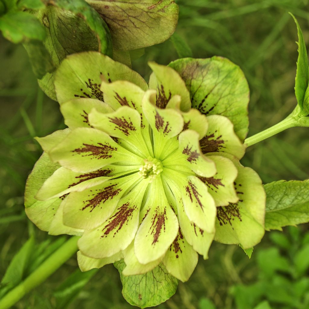 Helleborus Double Green Spotted - Elleboro