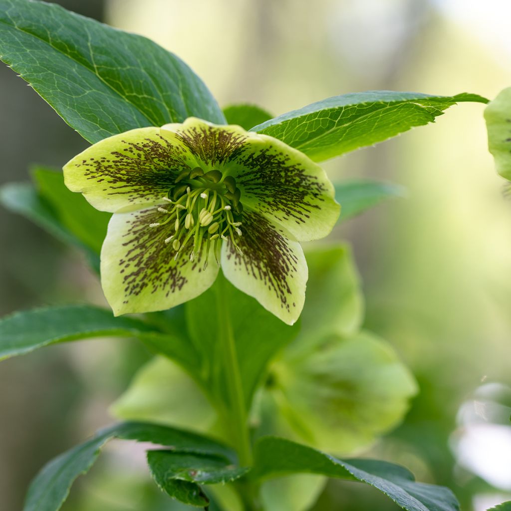 Helleborus Double Yellow Spotted - Elleboro