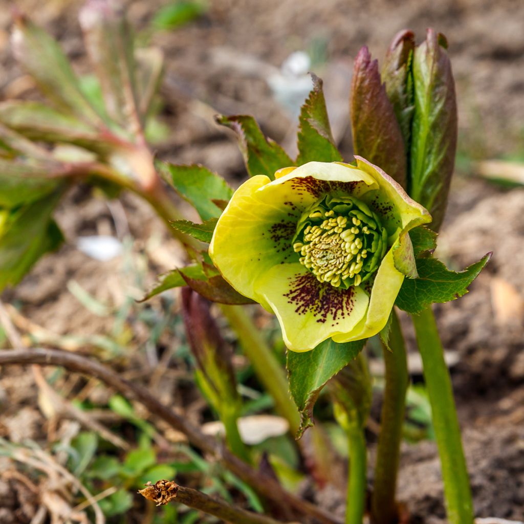 Helleborus Double Yellow Spotted - Elleboro