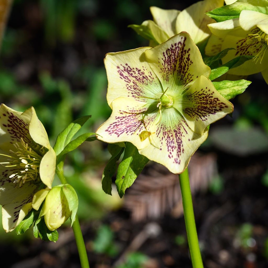 Helleborus Double Yellow Spotted - Elleboro