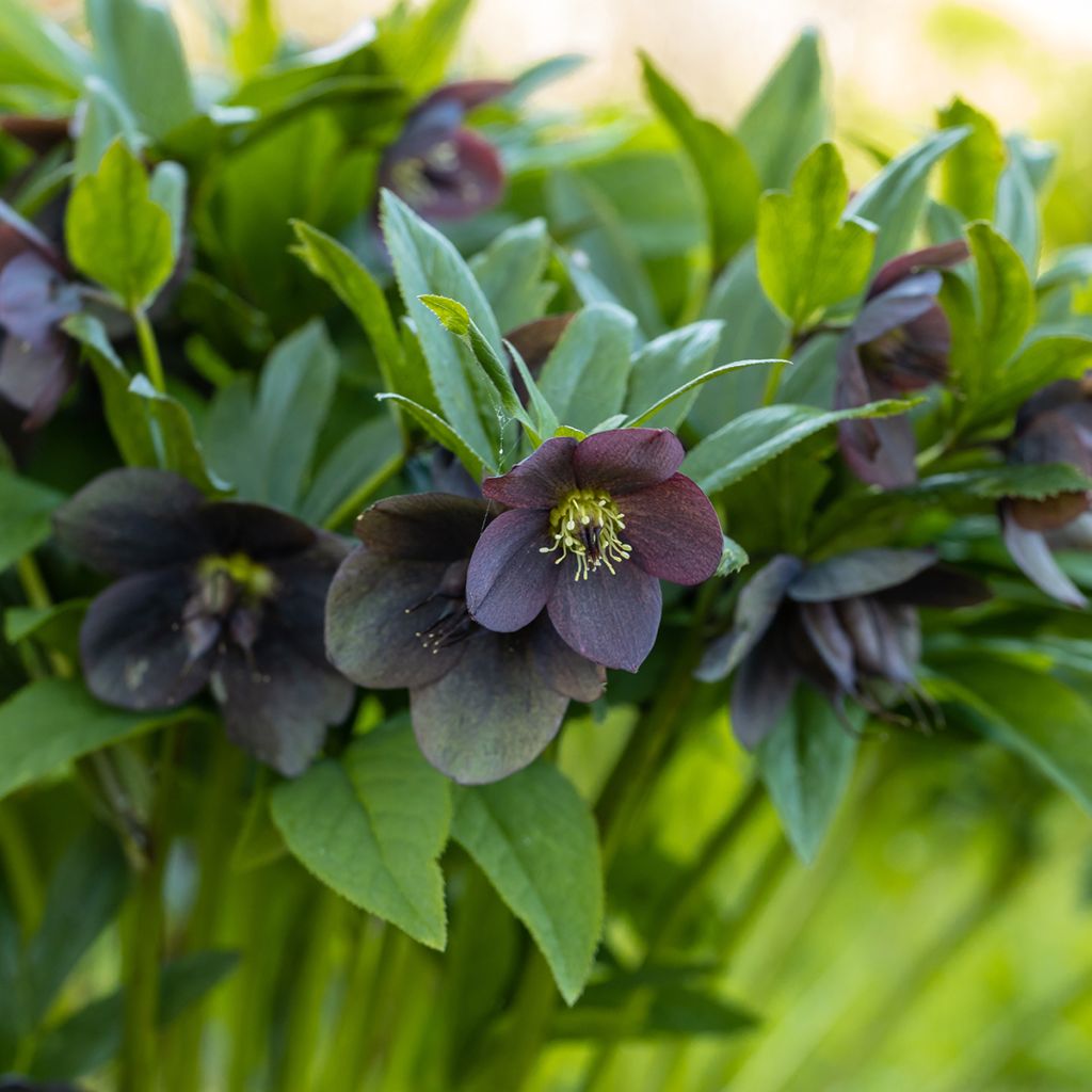Helleborus Black - Elleboro
